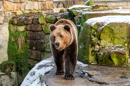 A beautiful adult brown bear walks through the aviary of a large open-air zoo in Kaliningrad, against the background of snow and stonesの写真素材