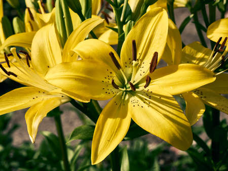 yellow lily on a summer dayの写真素材