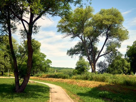 walking path goes between beautiful trees, sunny summer day, rural landscape