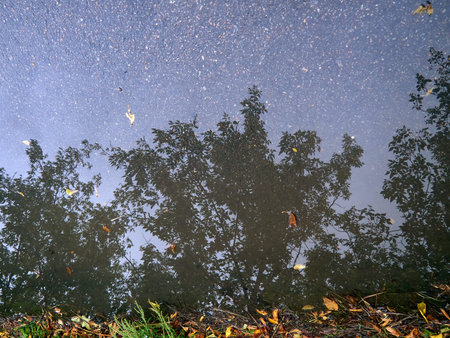 in a puddle of rain on the asphalt, trees are reflected, a calm autumn landscape