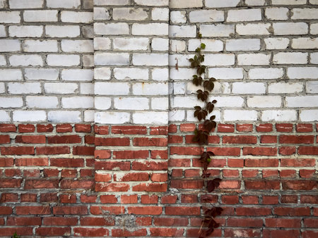 an old wall made of red and white bricks, a lone plant bush crawls along the wallの写真素材