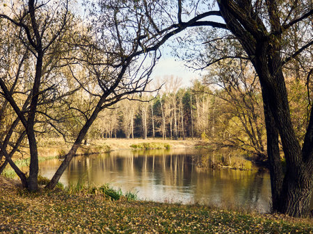 the leaves have already fallen from the branches of deciduous trees and they cover the ground with a dense carpet, the river flows serenely, the sun shines, a calm autumn landscapeの写真素材