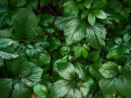 green wild grass covers the ground, the grass petals are wet after the rain and shineの写真素材