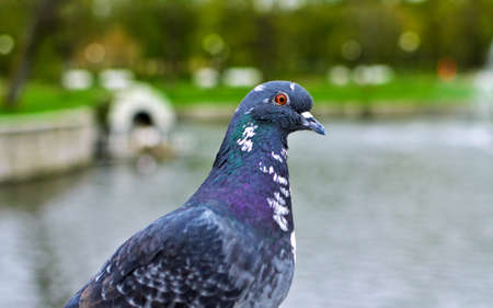 Portrait of pigeon near the park pond の写真素材