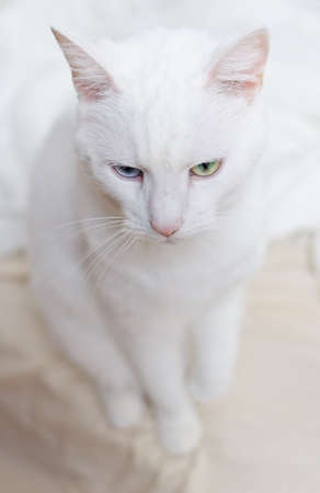 Portrait of white cat with different eyes の写真素材