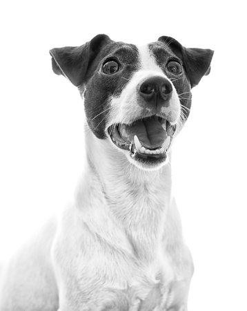 Portrait of jack russell terrier. Black and whiteの写真素材