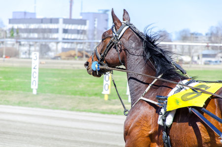Harness racing. Racing horse in motionの写真素材