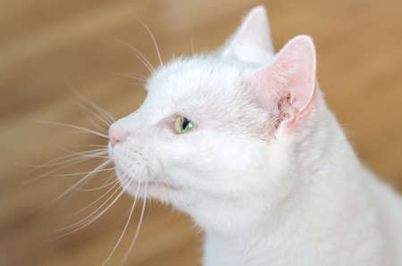 Portrait of white cute cat indoorsの写真素材