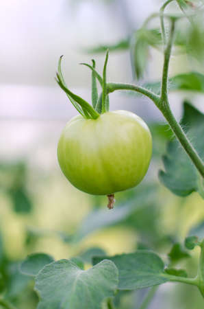 Green tomato close-up view on a branchの写真素材