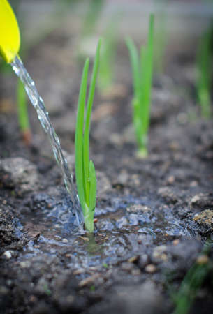 Young green sprout watering outdoorsの写真素材