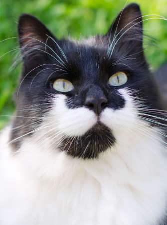 Black and white cat portrait outdoorsの写真素材