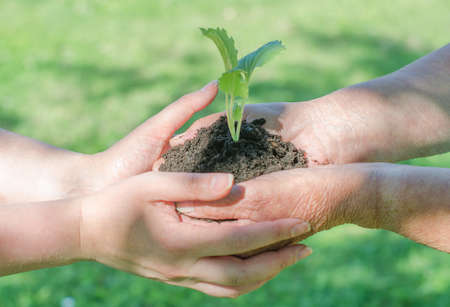 Elderly and young female hands holding soil with sproutの写真素材
