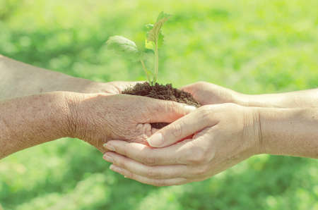 Elderly and young female hands holding soil with sproutの写真素材