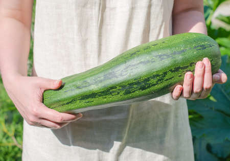 Female hands holding big marrow squashの写真素材