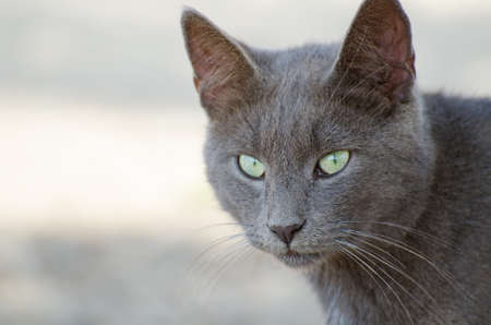 Cute street cat outdoors.の写真素材