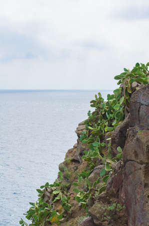 Cactus growing on a hillside の写真素材