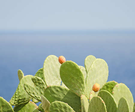 Cactus over blue sea の写真素材