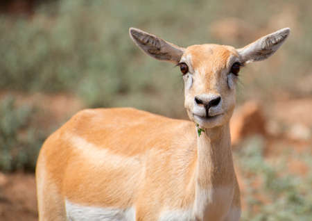 Young antilope walking in national park.の写真素材
