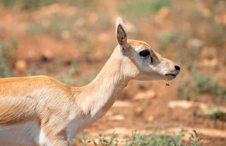 Young antilope walking in national park.の写真素材