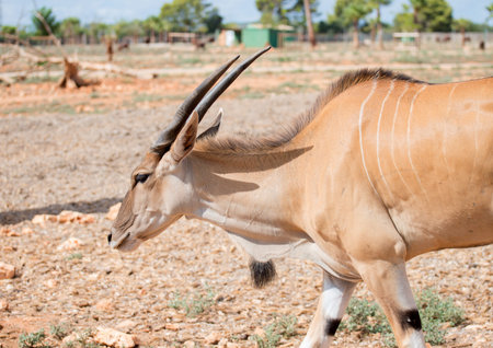 Antilope walking in national park.