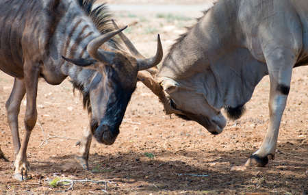 Blue wildebeest fighting in national park. Connochaetes taurinus.の写真素材