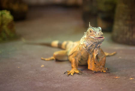 Portrait of orange iguana on the floor.の写真素材