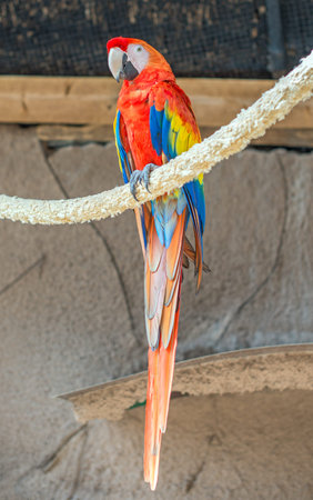 Parrot sitting on branch in national park.の写真素材