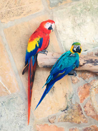 Two parrots sitting on branch in national park.の写真素材
