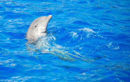 Dolphin having fun in clear blue sea. Place for text.の写真素材
