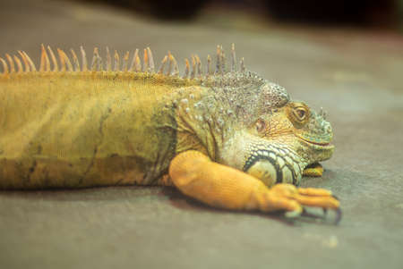 Portrait of orange iguana on the floor.の写真素材