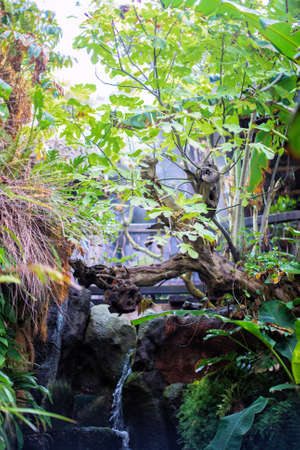 Portrait of dense tropical rain forest.の写真素材