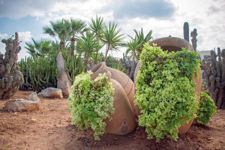 Cacti and palm trees in the garden.の写真素材