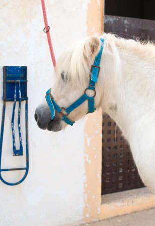 Saddled white pony near the stable.の写真素材
