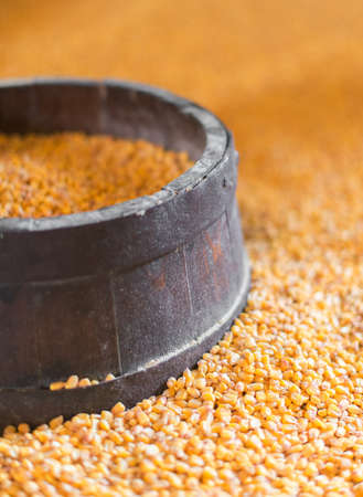Close-up view of dried corn kernels.の写真素材