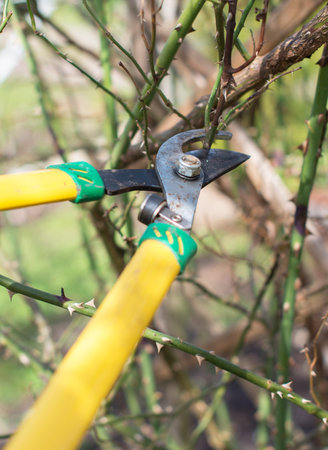 Pruning. Cutting branches at spring.