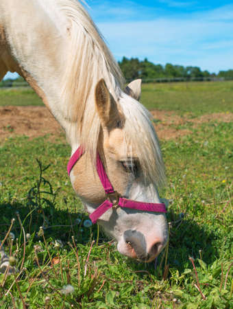 Horse with red bridle eating grass.の写真素材