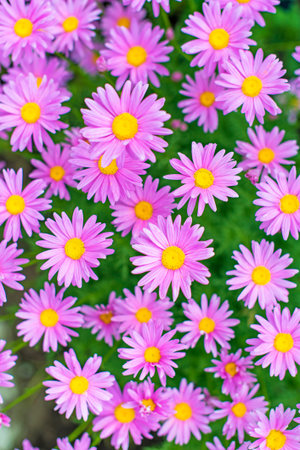 Pink flowers on the field.