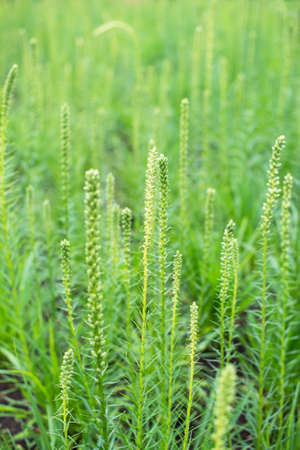 Clump of green wild grass on the field.の写真素材