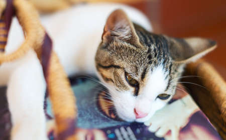 Cute kitten in the basket with books.の写真素材