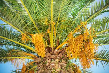 Colourful dates on palm tree. Horizontal.の写真素材