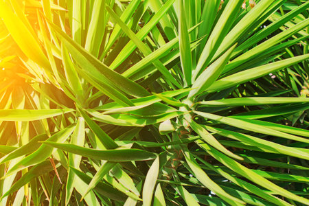 Close-up view of green palm leaves.の写真素材