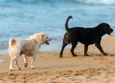 Two dogs running on the beach.の写真素材