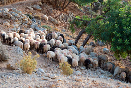 Sheep grazing in the mountains.の写真素材