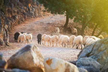 Sheep grazing in the mountains.の写真素材