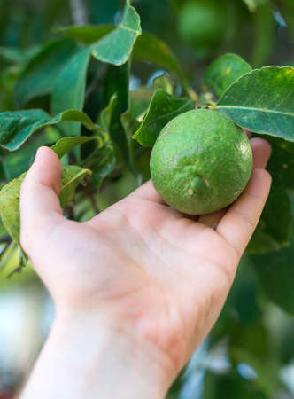 Man's hand holding green lime. Close-up.の写真素材