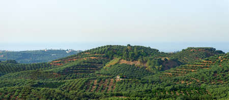 Many fruit trees on the plantation.の写真素材