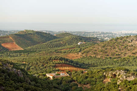 Many fruit trees on the plantation.の写真素材