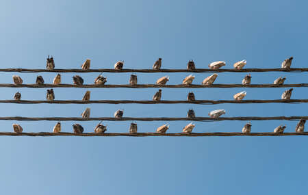 Pigeons sitting on wires like musical notes.の写真素材