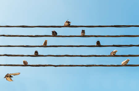 Pigeons sitting on wires like musical notes.の写真素材