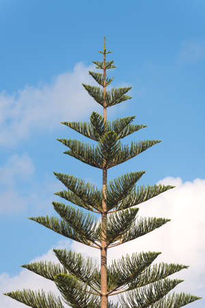 Tree against the blue sky with clouds.の写真素材
